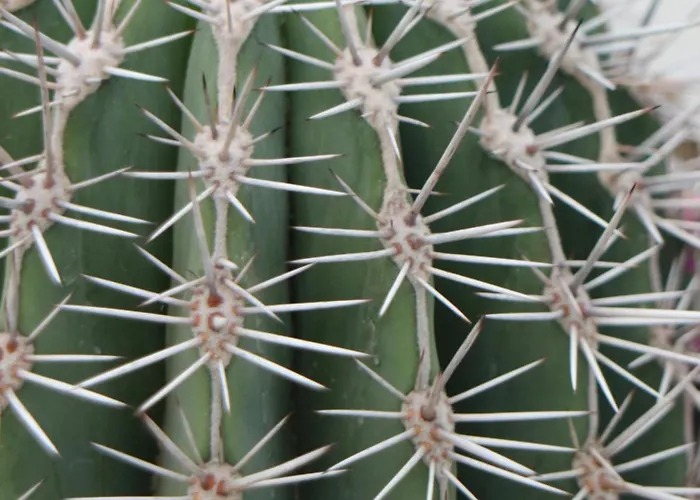 Holiday home Casa La Baja Garachico (Tenerife)
