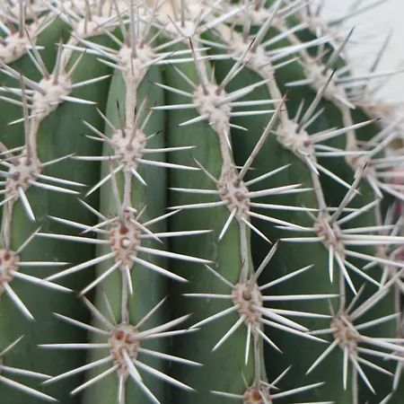 Semesterbostad Casa La Baja Garachico (Tenerife)